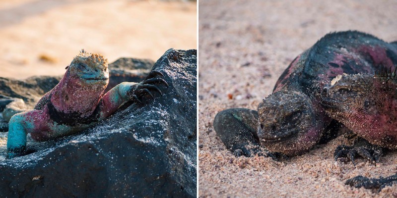 Marine Iguanas of Galapagos Islands, Ecuador