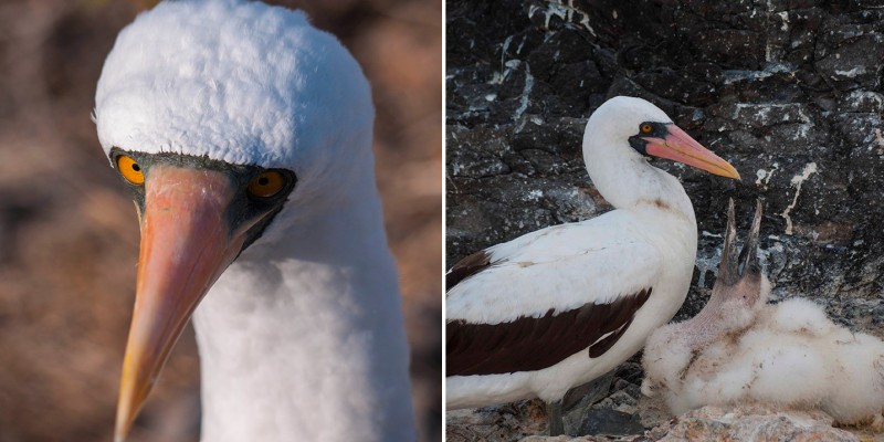 Nazca Boobies in the Galapagos Islands, Ecuador