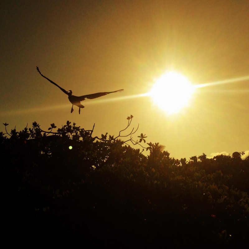 pelican-sunset-fishermens-wharf-puerto-ayora-galapagos-islands-ecuador
