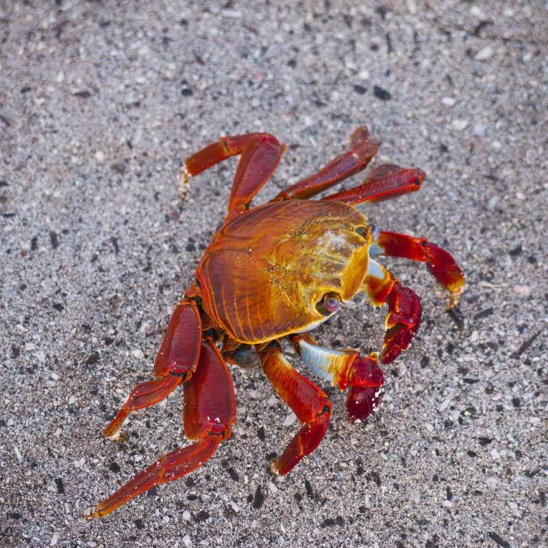 Sally Lightfoot Crab (closeup) in Galapagos Islands, Ecuador