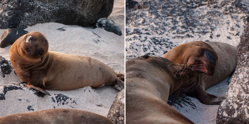 Sea Lions are everywhere in the Galapagos Islands, Ecuador