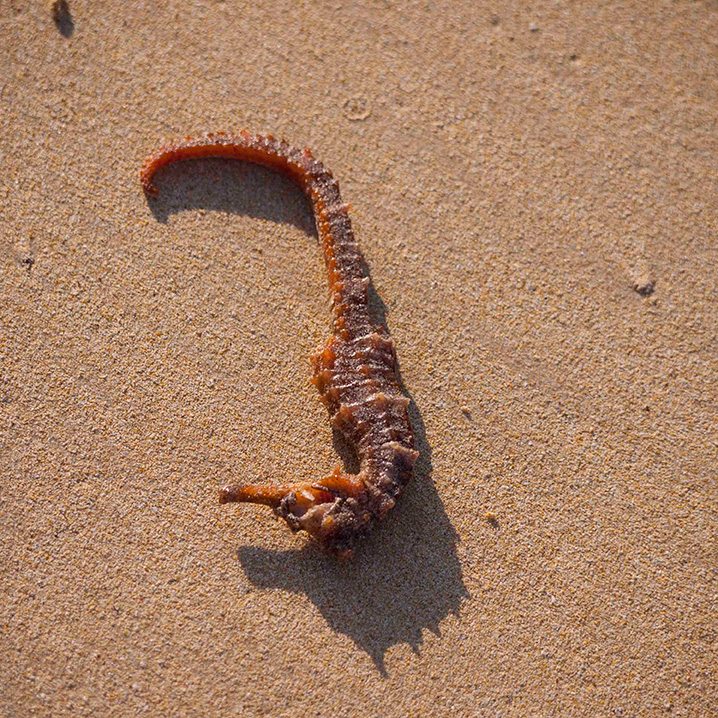 Seahorse on the Beach of Isla Floreana, Galapagos Islands, Ecuador