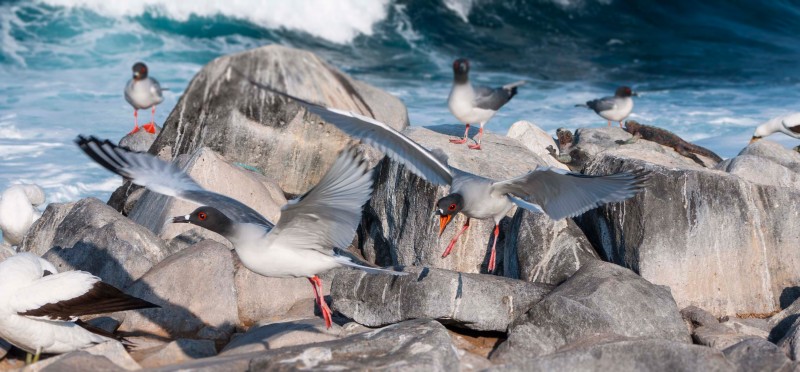 Swallow-tailed Gulls Chasing Each Other in Galapagos Islands, Ecuador
